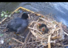 Grachtwacht komt met livestream op meerkoet