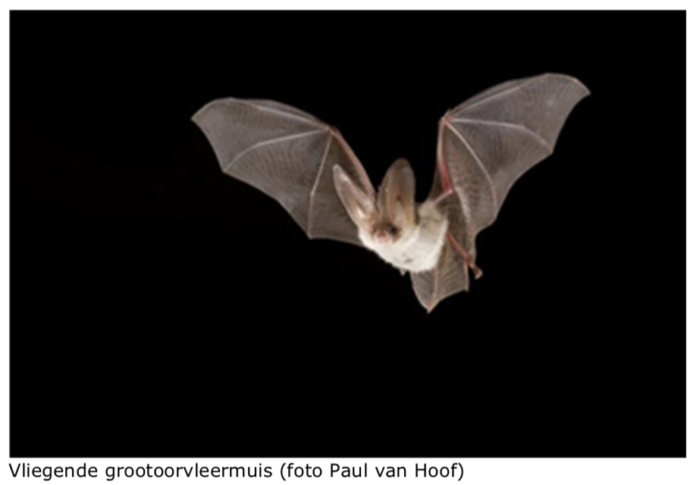 grootoorvleermuis