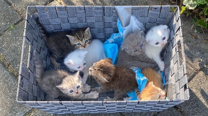 Gedumpte, illegaal gefokte kittens gevonden