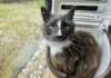 Gemeente Leiden subsidieert chipactie voor katten