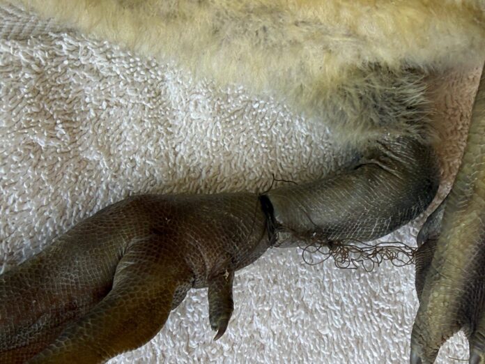 690833299_1270306241921656_522903239889113752_n