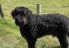 Joep is weer veilig thuis Joep is weer veilig thuis