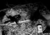 Slapende meerkoetkuikens bekogeld met vol bierflesje