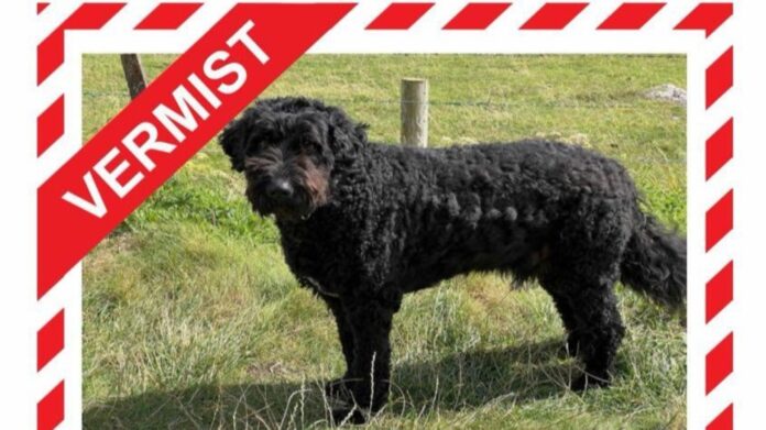 Joep is vermist