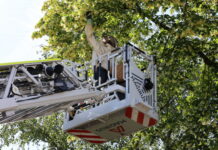 Duizenden bijen veilig verwijderd uit boom