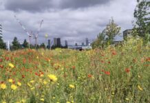 Welke dieren vinden we straks in de Binckhorst? Welke dieren vinden we straks in de Binckhorst?