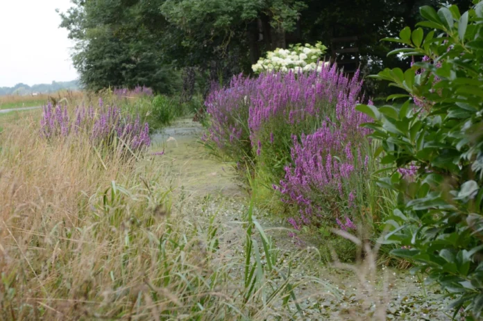 bloemrijkesloot-grotekattenstaart