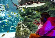 HEROPENING SEA LIFE SCHEVENINGEN HEROPENING SEA LIFE SCHEVENINGEN