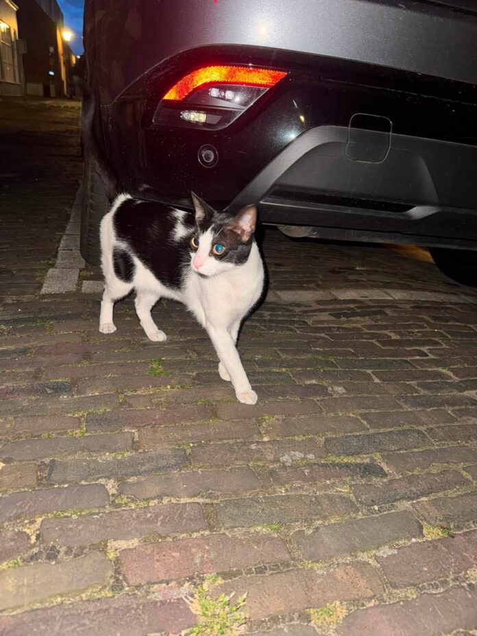 Foto van Facebookgroep – Ollie01