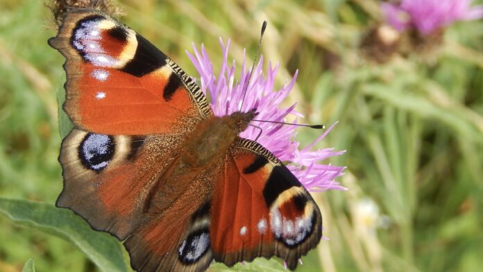 Vlinderstichting organiseert ‘massale’ telling Vlinderstichting organiseert ‘massale’ telling