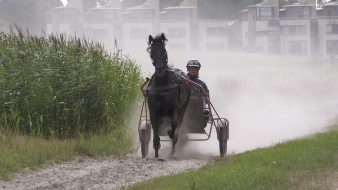 Paardenkracht in de polder (video) Paardenkracht in de polder (video)