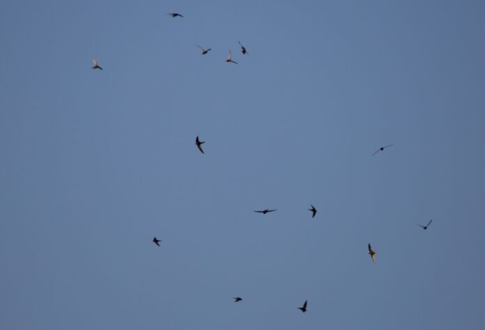 theotherkev-swifts-5241402