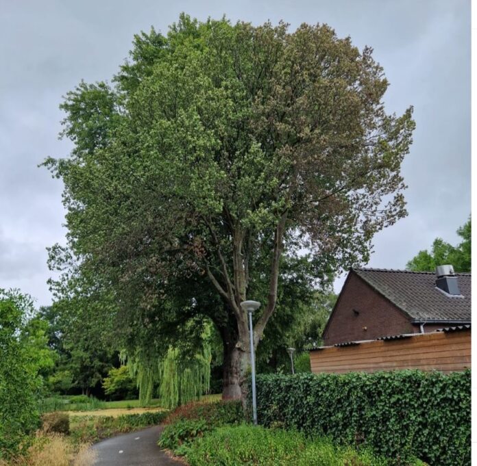 zieke iep voorschoten