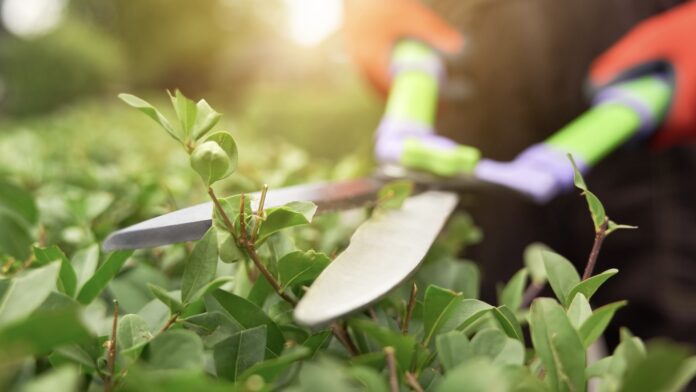 Gratis haagplanten voor inwoners die hun tuin willen vergroenen