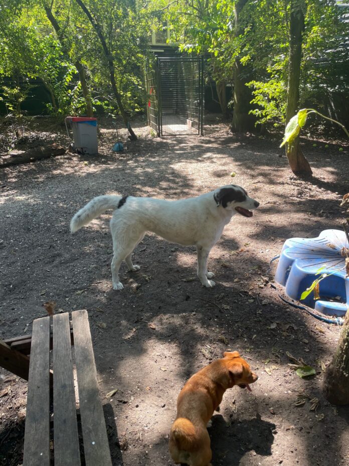 Hond dierenasiel_05