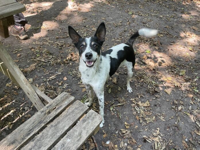 Hond dierenasiel_06