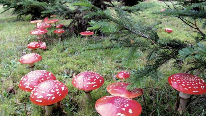 Groene Cursus bij IVN Natuureducatie Den Haag Groene Cursus bij IVN Natuureducatie Den Haag