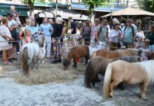 PRO Voorschoten stelt vragen over dierenwelzijn Paardendagen