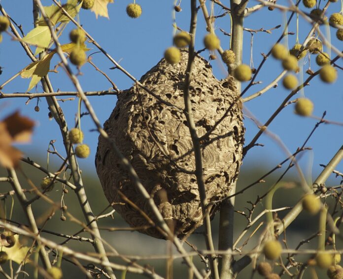 Vespa_velutina_nid