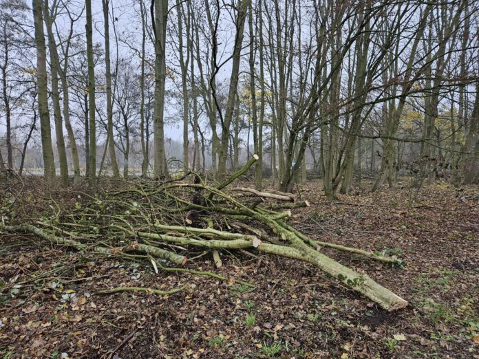 bomen vlietl;and 2025-8