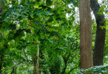 Park Cronesteyn deels afgesloten wegens onveilige bomen