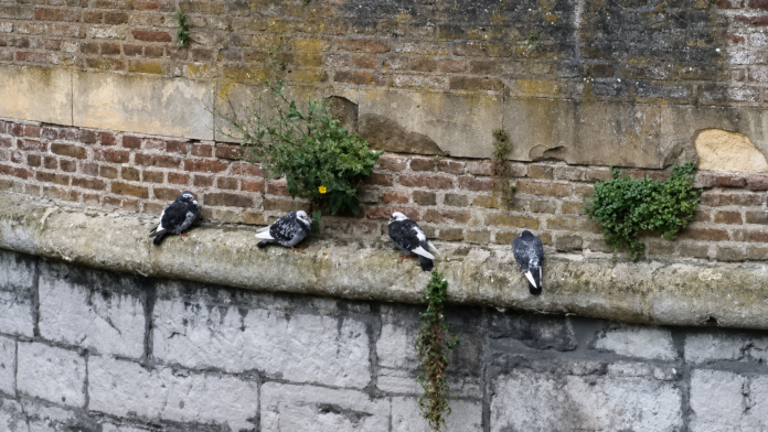 duiven_kademuur