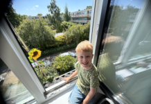 Voorschotense Floris kweekt zeven meter hoge zonnebloem