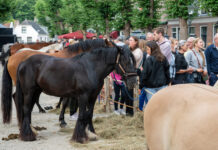 Paardendagen rustig verlopen, vier waarschuwingen na incidenten