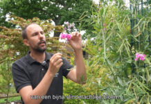 Nieuwe videoserie Hortus laat zien waarom vlinderbloemigen zo bijzonder zijn