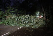 Hoge boom verspert Hogeboomseweg in Wassenaar