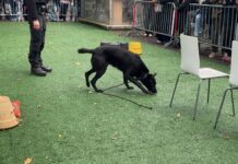 Open dag dierenasiel: gehaakte donuts en demonstraties door speurhonden