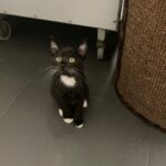 Elke dag dierendag: kom kijken op 10 oktober in het dierenasiel